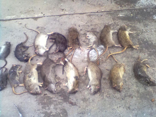 工厂灭鼠工程案例