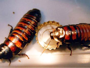 蟑螂的危害-通过各种病原体