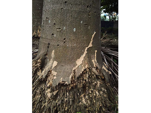 树木白蚁防治工程现场