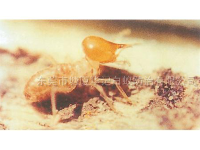 清溪白蚁预防灭治、杀虫、灭鼠、室内外消毒